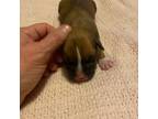 Boxer Puppy for sale in Stoneville, NC, USA