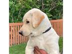 Labrador Retriever Puppy for sale in Loveland, CO, USA