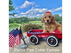 Golden Retriever Puppy for sale in Cullen, VA, USA