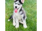 Siberian Husky Puppy for sale in Avenel, NJ, USA