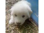 Great Pyrenees Puppy for sale in Morgantown, WV, USA