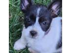 Parson Russell Terrier Puppy for sale in Fredericksburg, OH, USA