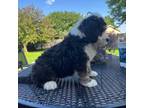 Mutt Puppy for sale in La Vista, NE, USA