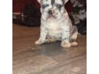 French Bulldog Puppy for sale in Monroe, NC, USA