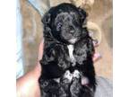 Shih-Poo Puppy for sale in New Iberia, LA, USA