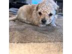 Shih-Poo Puppy for sale in New Iberia, LA, USA