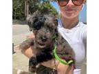 Aussiedoodle Puppy for sale in Pascagoula, MS, USA