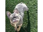 French Bulldog Puppy for sale in Rye, NH, USA