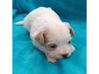Zuchon Puppy for sale in Granite Falls, NC, USA