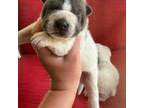 Chinese Shar-Pei Puppy for sale in Corbin, KY, USA