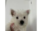 West Highland White Terrier Puppy for sale in Knoxville, TN, USA