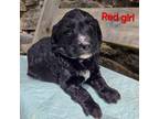 Mutt Puppy for sale in Taft, TN, USA