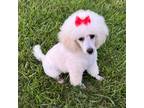 Poodle (Toy) Puppy for sale in Sparta, TN, USA