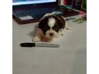 Shih Tzu Puppy for sale in Dwight, IL, USA
