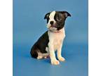 Boston Terrier Puppy for sale in Galena, KS, USA