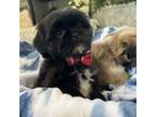 Shih Tzu Puppy for sale in Easley, SC, USA