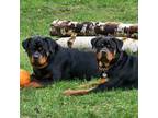 Rottweiler Puppy for sale in Mosinee, WI, USA