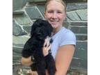 Aussiedoodle Puppy for sale in Pascagoula, MS, USA