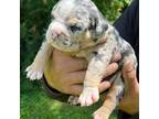 Mutt Puppy for sale in Rockford, IL, USA