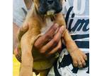 Boxer Puppy for sale in Columbia, SC, USA