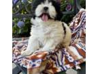 Shih Tzu Puppy for sale in Statesboro, GA, USA