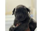 Cane Corso Puppy for sale in Crossville, TN, USA