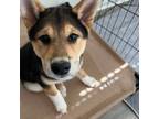 Shiba Inu Puppy for sale in Huntsville, AL, USA