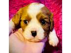 Cavalier King Charles Spaniel Puppy for sale in Randleman, NC, USA