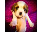 Cavalier King Charles Spaniel Puppy for sale in Randleman, NC, USA