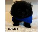 Pekingese Puppy for sale in Athens, GA, USA