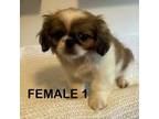 Pekingese Puppy for sale in Athens, GA, USA