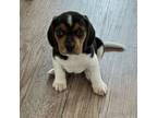 Beagle Puppy for sale in Winchester, CA, USA