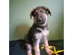 German Shepherd Dog Puppy for sale in Amherst, OH, USA