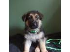 German Shepherd Dog Puppy for sale in Amherst, OH, USA