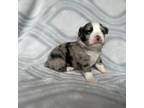 Miniature Australian Shepherd Puppy for sale in Reidsville, NC, USA