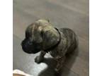 American Pit Bull Terrier Puppy for sale in Denton, TX, USA