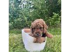 Cavapoo Puppy for sale in Port Royal, PA, USA