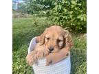 Cavapoo Puppy for sale in Port Royal, PA, USA