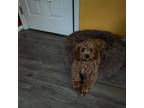 Cavapoo Puppy for sale in Milford, CT, USA