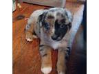 Miniature Australian Shepherd Puppy for sale in Vinton, VA, USA