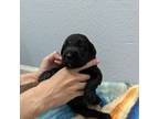 Labradoodle Puppy for sale in Wailuku, HI, USA