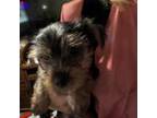 Yorkshire Terrier Puppy for sale in Lewiston, NY, USA