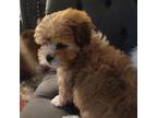 Teddy Roosevelt Terrier Puppy for sale in Waukegan, IL, USA