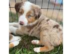 Miniature Australian Shepherd Puppy for sale in Wells, TX, USA