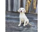 Labrador Retriever Puppy for sale in Reidsville, GA, USA