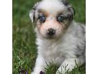 Australian Shepherd Puppy for sale in Albion, MI, USA