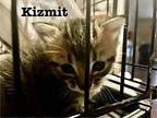 Kizmit Bengal Kitten Male