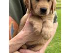 Golden Retriever Puppy for sale in Stratford, OK, USA