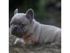French Bulldog Puppy for sale in Ash Flat, AR, USA