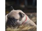 French Bulldog Puppy for sale in Ash Flat, AR, USA